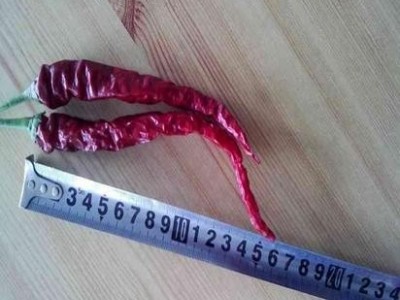 洮南101辣椒产地直销长期供应图3