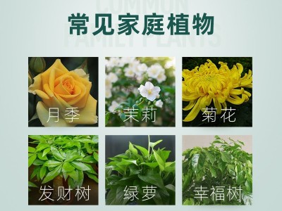 千百季绿叶宝叶面肥微量元素复合肥家庭园艺肥料花卉黄叶活力素图4