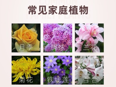 千百季开花宝叶面肥家庭园艺肥料花期活力素微量元素复合肥图4
