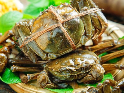 苏州阳澄湖大闸蟹 公4.0两母3.0两8只 大闸蟹礼品卡券螃蟹批发图3