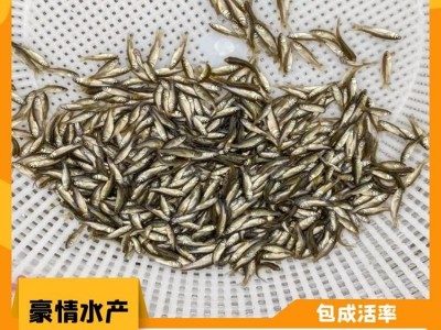人工培育草鱼苗 鱼塘水库养殖草鱼 抗病害鲩鱼苗 豪情渔场图5