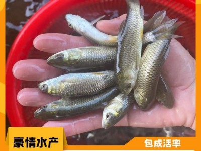 人工培育草鱼苗 鱼塘水库养殖草鱼 抗病害鲩鱼苗 豪情渔场图3