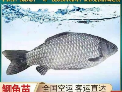 中科5号鲫鱼苗 中科3号 白鲫鱼苗 东北鲫鱼苗 湘云鲫鱼苗 土鲫鱼图3