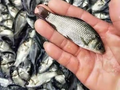 中科5号鲫鱼苗 中科3号 白鲫鱼苗 东北鲫鱼苗 湘云鲫鱼苗 土鲫鱼图2