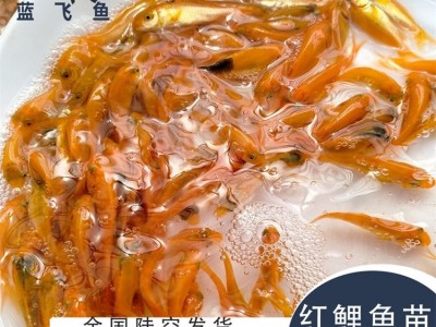 蓝飞鱼人工养殖淡水观赏鱼苗定制 红鲤鱼苗3-4cm图2