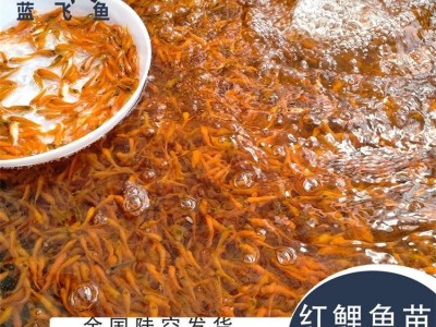 蓝飞鱼人工养殖淡水观赏鱼苗定制 红鲤鱼苗3-4cm图3