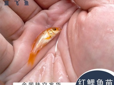 蓝飞鱼人工养殖淡水观赏鱼苗定制 红鲤鱼苗3-4cm图4