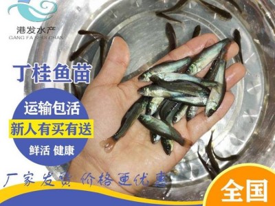 求购丁桂鱼苗 3-4厘米丁桂鱼苗一斤尾【港发水产】丁桂鱼苗淡水养殖图3