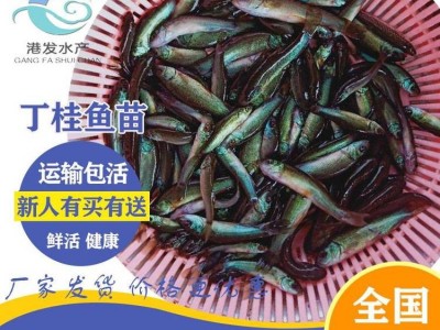 求购丁桂鱼苗 3-4厘米丁桂鱼苗一斤尾【港发水产】丁桂鱼苗淡水养殖图2