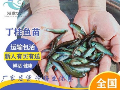求购丁桂鱼苗 3-4厘米丁桂鱼苗一斤尾【港发水产】丁桂鱼苗淡水养殖图1