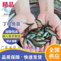 求购丁桂鱼苗 3-4厘米丁桂鱼苗一斤尾【港发水产】丁桂鱼苗淡水养殖