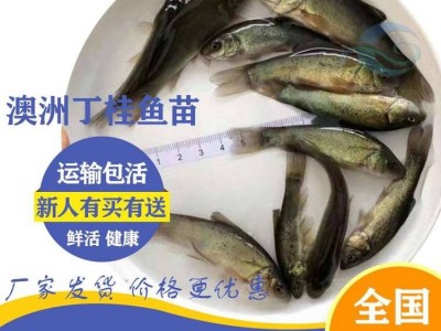 求购丁桂鱼苗 3-4厘米丁桂鱼苗一斤尾【港发水产】丁桂鱼苗淡水养殖图5