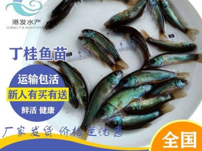 求购丁桂鱼苗 3-4厘米丁桂鱼苗一斤尾【港发水产】丁桂鱼苗淡水养殖图4