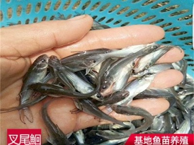 斑点叉尾鮰鱼苗批发 供应草鱼大头青鱼白鲢鱼 台湾泥鳅鱼苗图3