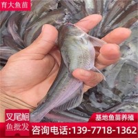 斑点叉尾鮰鱼苗批发 供应草鱼大头青鱼白鲢鱼 台湾泥鳅鱼苗