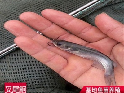 斑点叉尾鮰鱼苗批发 供应草鱼大头青鱼白鲢鱼 台湾泥鳅鱼苗图4