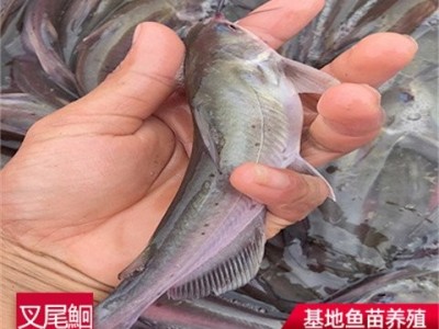 斑点叉尾鮰鱼苗批发 供应草鱼大头青鱼白鲢鱼 台湾泥鳅鱼苗图2