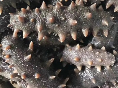 野生即食海参批发 一手货源 厂家直供 500g/袋 大小规格齐全图4