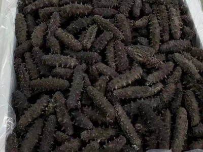 野生即食海参批发 一手货源 厂家直供 500g/袋 大小规格齐全图3