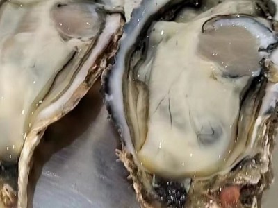 鲜活海产品贝类生蚝 货源三倍体 牡蛎带壳 整箱原产地发货 金贝丰图3