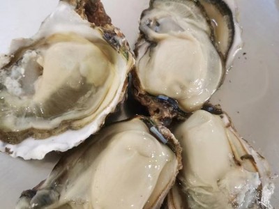 鲜活海产品贝类生蚝 货源三倍体 牡蛎带壳 整箱原产地发货 金贝丰图2