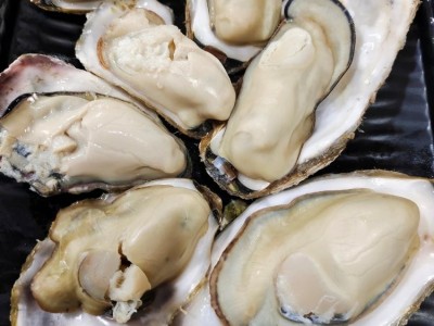 鲜活海产品贝类生蚝 货源三倍体 牡蛎带壳 整箱原产地发货 金贝丰图5