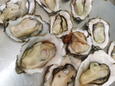 鲜活海产品贝类生蚝 货源三倍体 牡蛎带壳 整箱原产地发货 金贝丰图4
