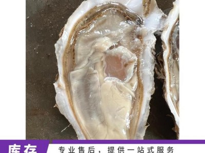 低温保鲜 人工养殖 食用、烧烤餐饮 24小时 自营 整箱 贝类生蚝图3