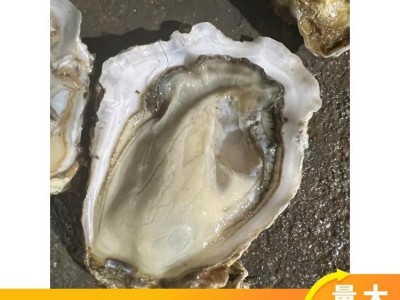 低温保鲜 人工养殖 食用、烧烤餐饮 24小时 自营 整箱 贝类生蚝图4