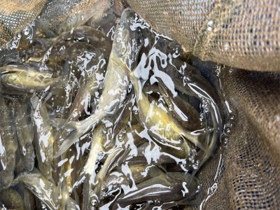 大口鲢鱼苗批发 鲢鱼 厂家直供 花鲢苗 活体图4