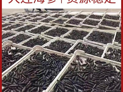 厂家直销大连淡干海参辽参高刺海参干货批发100g简易礼盒半干海参图2