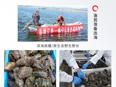 厂家直销大连淡干海参辽参高刺海参干货批发100g简易礼盒半干海参图4