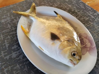 源头货阳江新鲜深海金鲳鱼批发仓鱼昌鱼王特鲳鱼海鲜冻品海产5斤图5