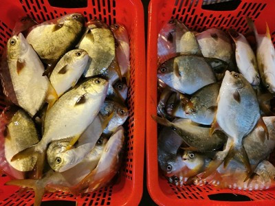 源头货阳江新鲜深海金鲳鱼批发仓鱼昌鱼王特鲳鱼海鲜冻品海产5斤图2