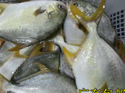 源头货阳江新鲜深海金鲳鱼批发仓鱼昌鱼王特鲳鱼海鲜冻品海产5斤图3