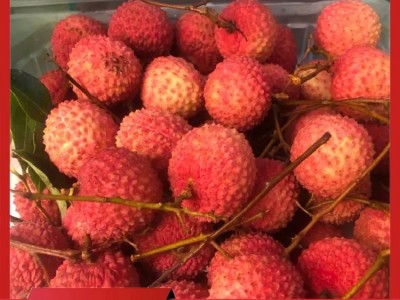 果之缘种植专业合作社出售批发各种品种荔枝图1