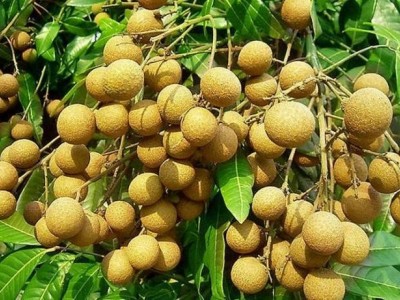 鲜乐园 果园种植龙眼 当天摘取打包皮薄肉脆 清甜爽脆图4