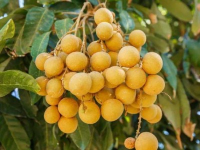 鲜乐园 果园种植龙眼 当天摘取打包皮薄肉脆 清甜爽脆图5