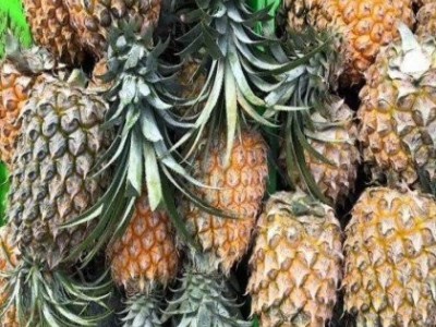 凤梨专业种植基地供应 大巴厘菠萝 汁水饱满酸甜可口图3