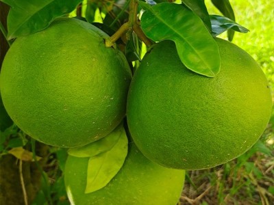 红宝石青柚 红肉蜜柚三红柚子 现摘新鲜 皮薄多汁图4