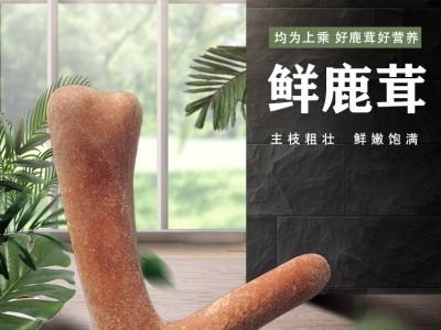 吉林鹿茸整枝鲜鹿茸新鲜可切连刀切片鹿泡酒煲汤药材头茬二杠图4
