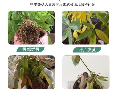 发财树用肥料 家庭有机花肥 山东厂家批发 可用于黄叶烂根复合肥图4