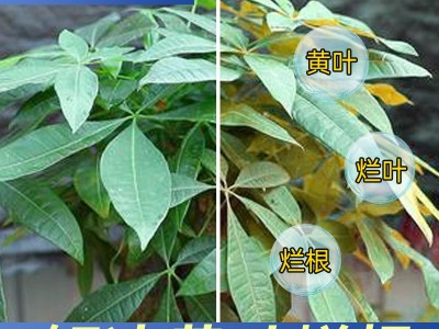 发财树用肥料 家庭有机花肥 山东厂家批发 可用于黄叶烂根复合肥图3