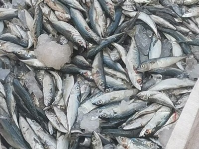 产地货源黄棕色鱼粉 65蛋白鱼粉 鸡鸭鹅猪水产饲料蛋白鱼粉图4