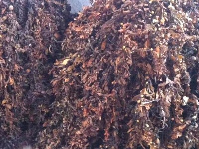 海藻渣粉 量大价优 有机添加 畜禽饲料添加批发图2