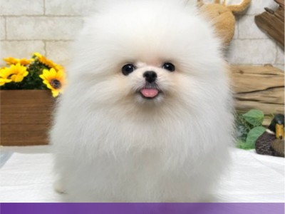 兽用鱼肝油粉猪鸡鸽水溶维生素ADE促钙磷吸补充营养收改善生长图4