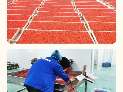 【干净散货】枸杞子批发 宁夏枸杞 工厂直销 散装批发图3