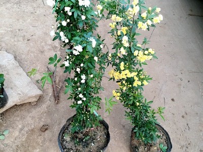 十里香黄木香花苗爬藤植物四季开花卉大苗重瓣白甜蜜红木香盆栽苗图5