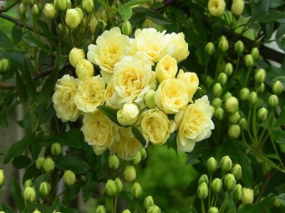 十里香黄木香花苗爬藤植物四季开花卉大苗重瓣白甜蜜红木香盆栽苗图3