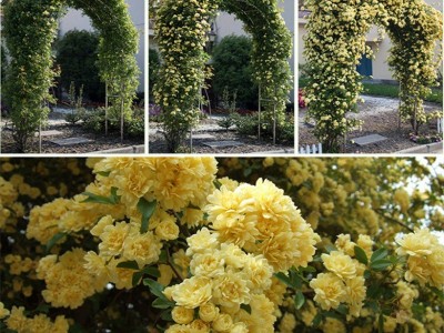 十里香黄木香花苗爬藤植物四季开花卉大苗重瓣白甜蜜红木香盆栽苗图2